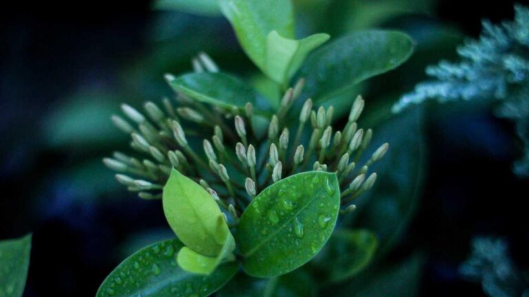 How To Use The 99Exch Aviator Predictor Tool?